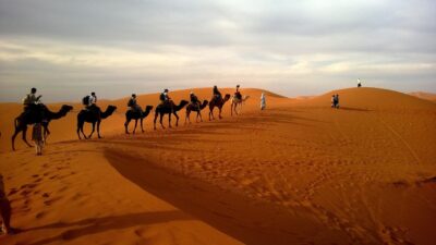 Images des chameaux