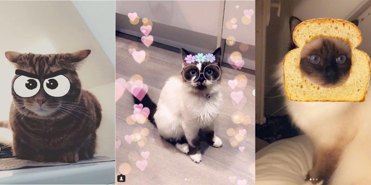 Filter Snapchat mana yang cocok untuk kucing? Alucare