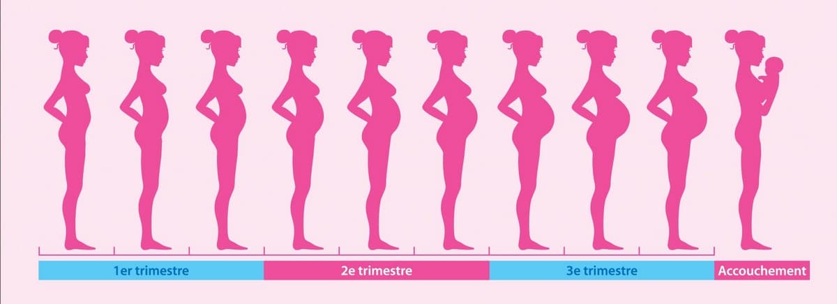 (Bilddarstellung der verschiedenen Stadien der Schwangerschaft. Bild über das Internet aufgenommen.)