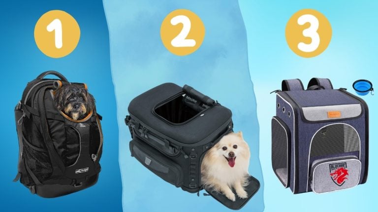 Perbandingan, harga & ulasan tas motor terbaik untuk anjing