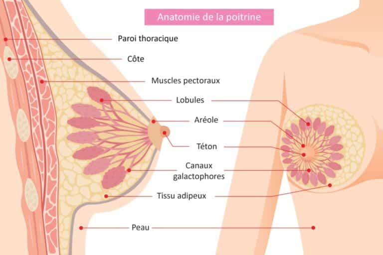 Illustration af brystets anatomi