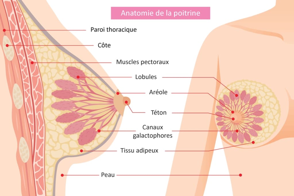 Illustration en image de l'anatomie du sein