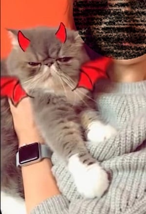 El filtro Imp Snap en un gato