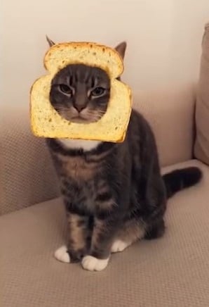 Un gato con el filtro de migas de pan de Snapchat