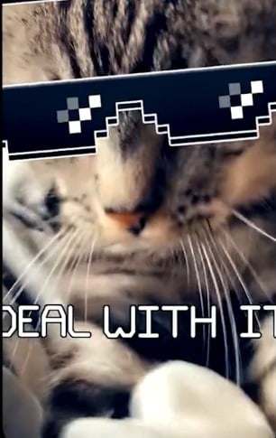 Un gato con el filtro de Snapchat Thug Life