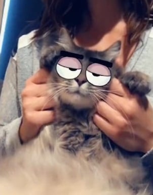 Un gato con un filtro que altera los ojos en Snapchat